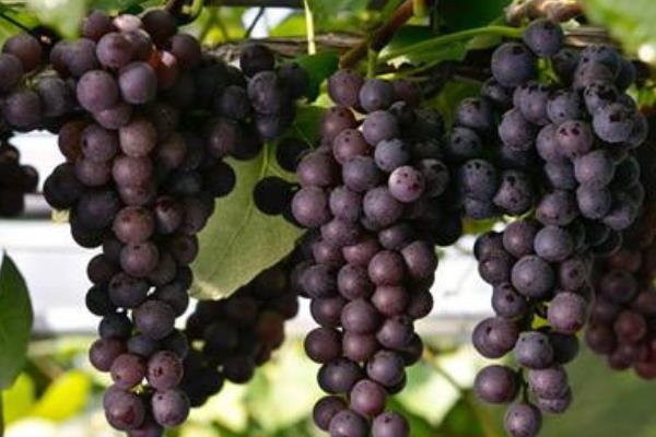 葡萄成熟时间是什么时候 葡萄是什么季节的水果