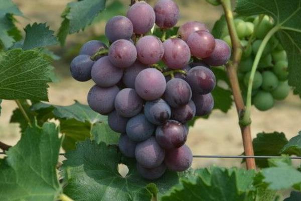 葡萄成熟时间是什么时候 葡萄是什么季节的水果