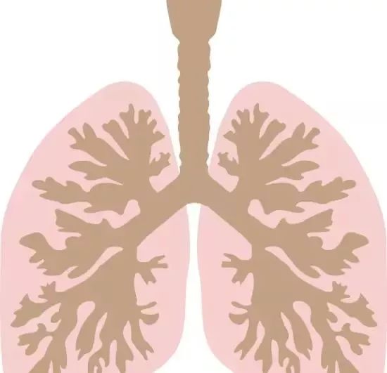 阿胶润肺，肺主皮毛，养心养颜先养肺