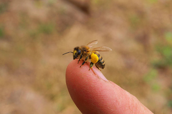 蜂子蛰了怎样消肿止痒