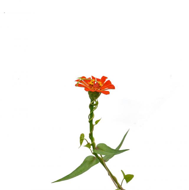摄图网_500081557_一支白背景上的橘色花（企业商用）.jpg