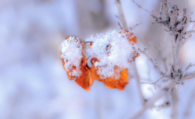 摄图网_501701231_内蒙古冬季树挂雪景特写（企业商用）.jpg