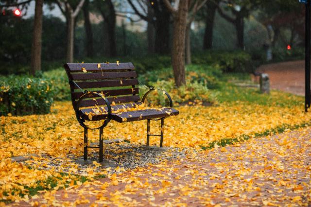 摄图网_501548004_秋季下雨天公园里的长凳银杏落叶（企业商用）.jpg