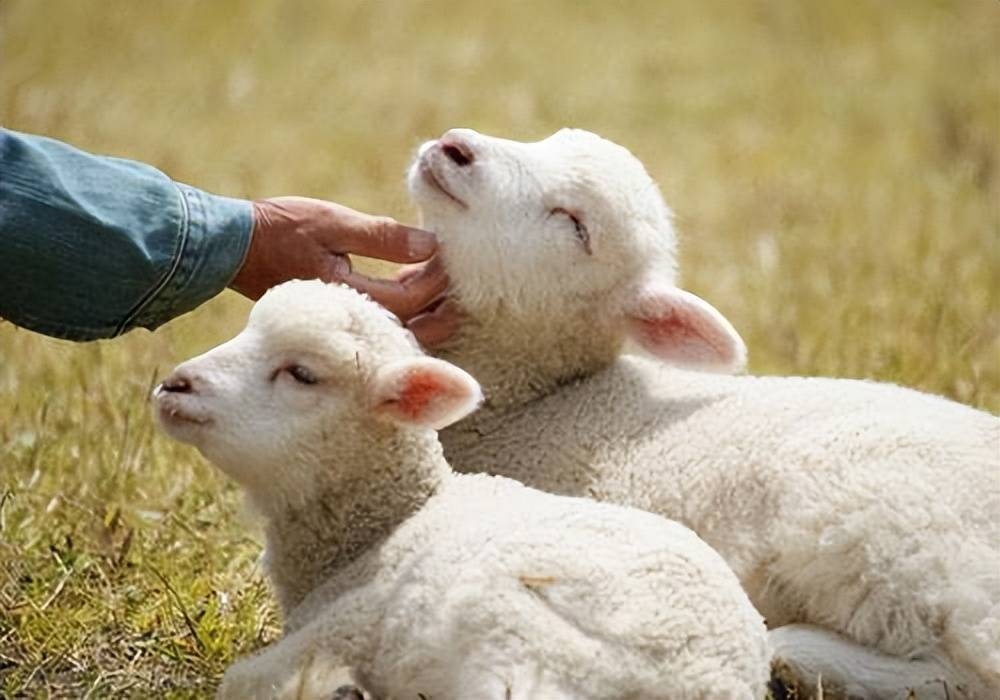 羊一天喂几次料好，几点喂？养羊别瞎喂，这几个点喂料效果最好！