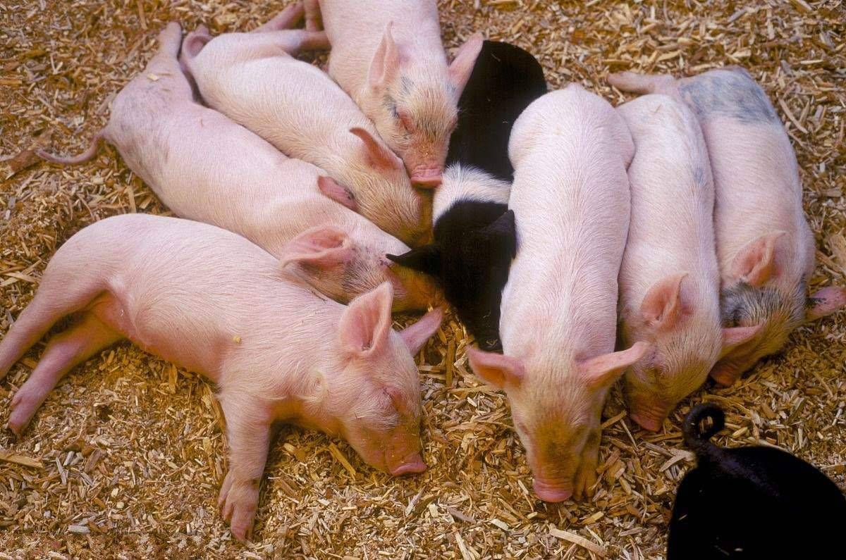 小猪一天喂几次最好？小猪饲料的配方比例，养好小猪必备的配方！