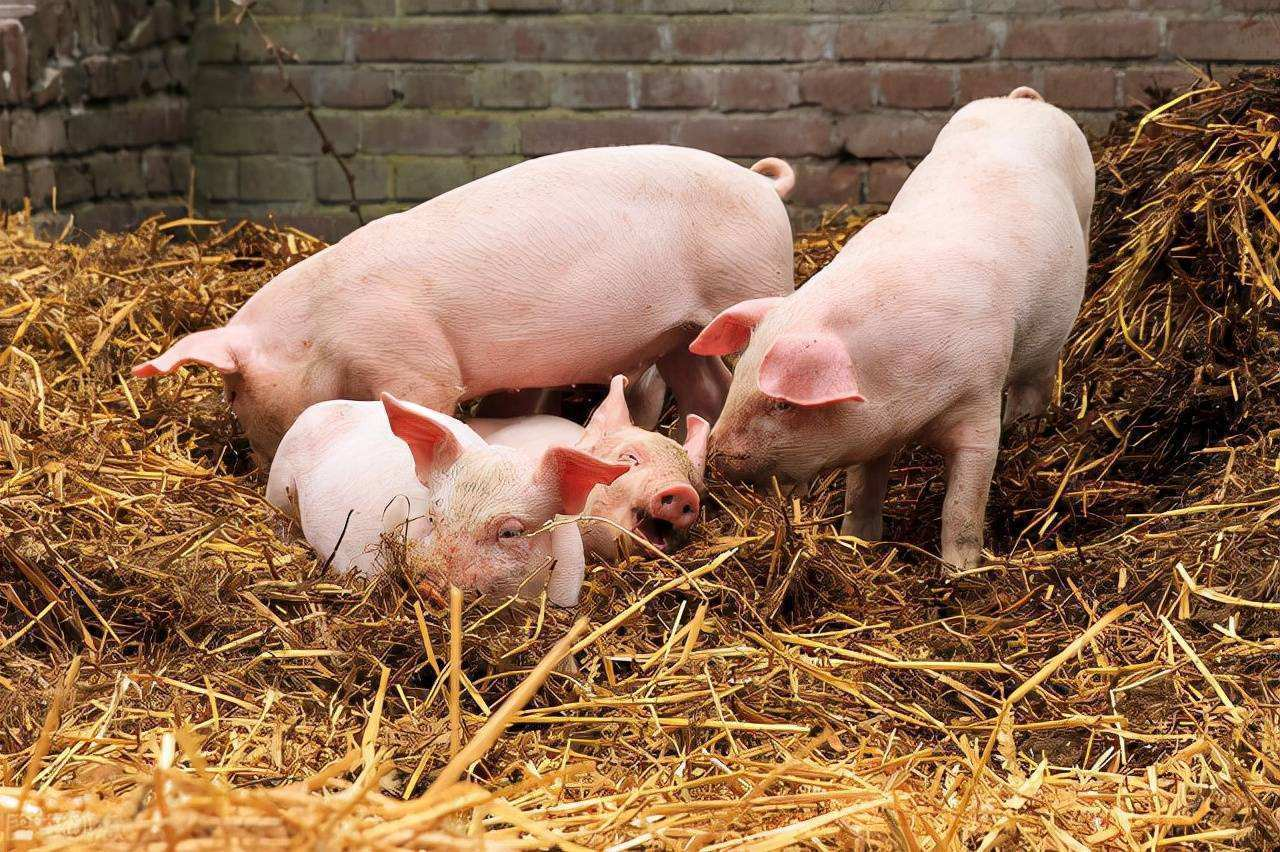 小猪一天喂几次最好？小猪饲料的配方比例，养好小猪必备的配方！