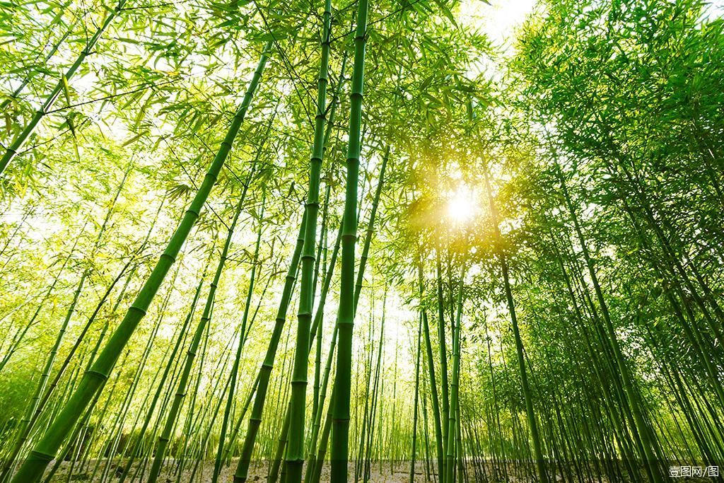 如果“以竹代塑”成真，能给靠竹子“吃饭”的8000万人带来什么