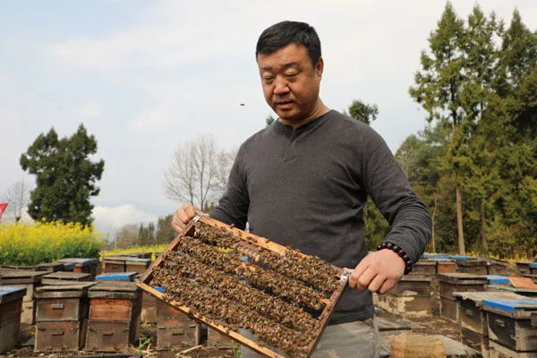 蜂巢蜜适合什么人群吃?蜂巢蜜的功效与禁忌