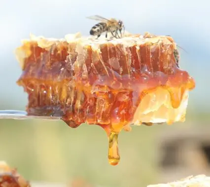 蜂蜜和菜油可以一起吃吗?蜂蜜和菜油的功效与作用