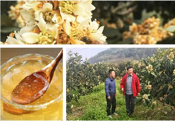蜂蜜莲藕的功效与作用，莲藕蜂蜜可以同吃吗?