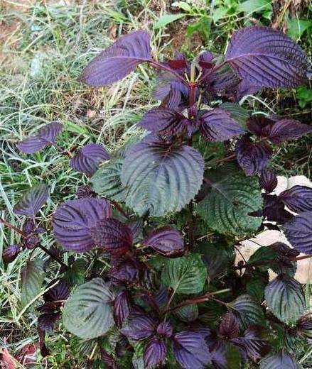 原创
 草本植物：紫苏的识别技巧，了解紫苏功效和食用方法