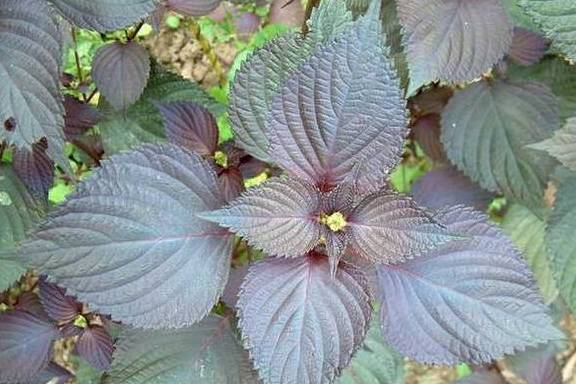 原创
 草本植物：紫苏的识别技巧，了解紫苏功效和食用方法