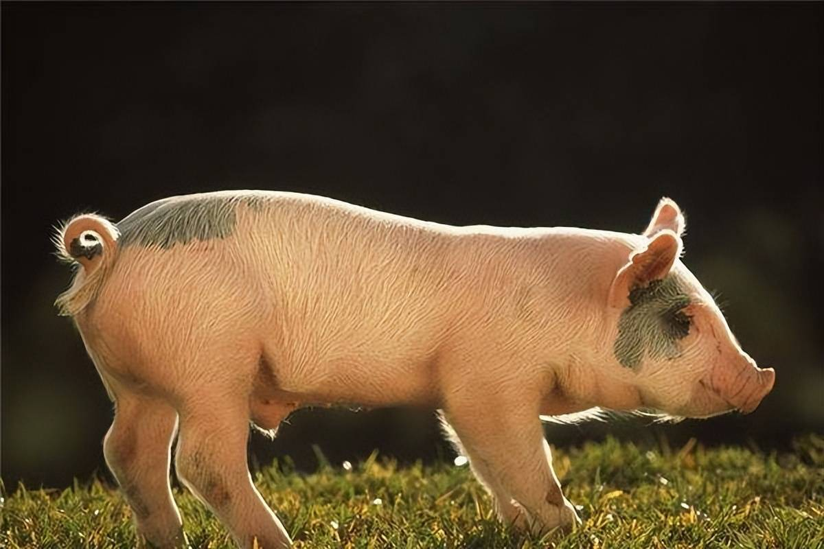 猪吃山楂有什么好处？怀孕母猪可以吃山楂开胃的吗？