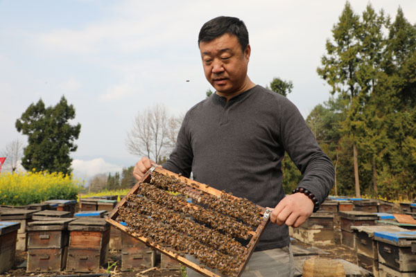 蜂皇浆的吃法及功效，蜂王浆的功效与作用及食用方法