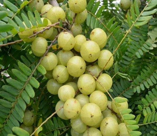 油柑果泡蜂蜜的做法，油柑子泡蜂蜜的功效与作用