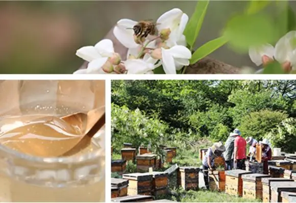 油柑果泡蜂蜜的做法，油柑子泡蜂蜜的功效与作用