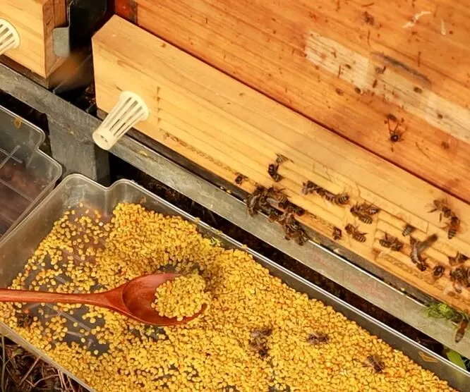 蜂花粉的作用及服法?花粉的功效作用?