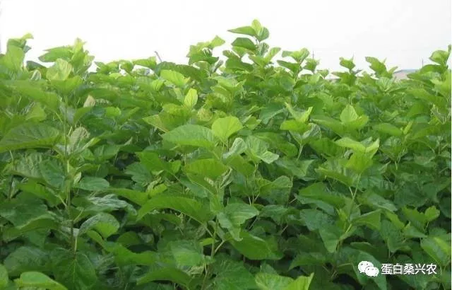 蛋白桑：桑叶的功效与作用 鲜桑叶的功效与作用 桑叶茶的功效与作用