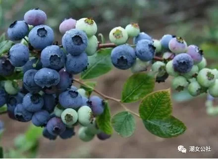 蓝莓的功效与作用：蓝莓的营养价值及吃法