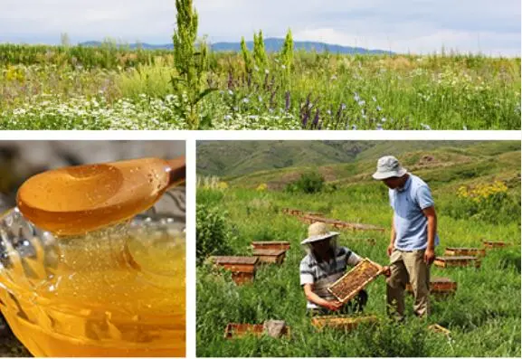 纯的蜂蜜怎么辨别?100%纯蜂蜜多少钱一斤?