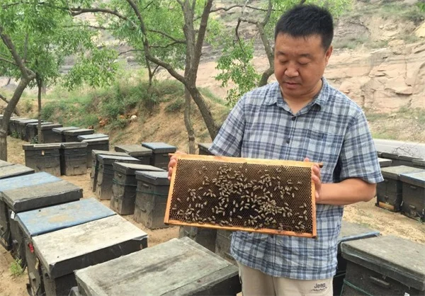 蜂胶的价格：蜂胶多少钱一斤？