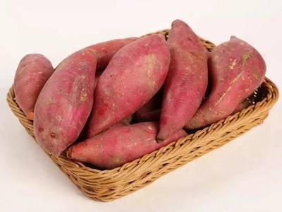 红薯发芽了还能吃吗？ 吃发芽的红薯有什么后果