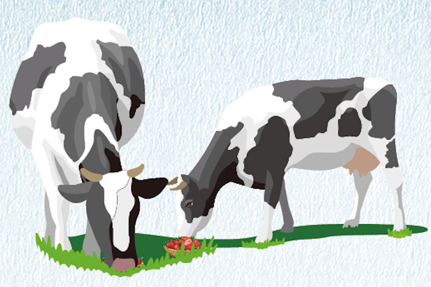 喂牛吃草莓，能产出草莓味的牛奶吗？