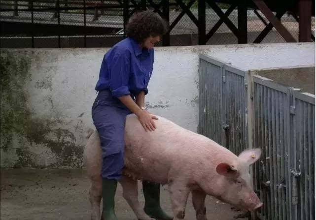今年的猪价到春节能到多少钱一斤？
