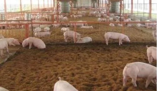 今年的猪价到春节能到多少钱一斤？