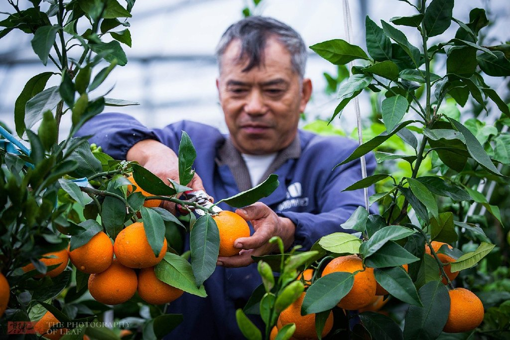浙江宁波一大爷种植极品橘子，一个卖20块，成了名副其实的摇钱树