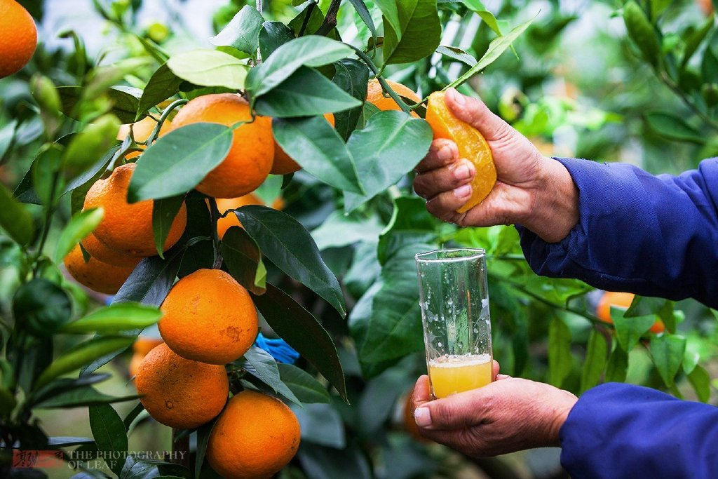 浙江宁波一大爷种植极品橘子，一个卖20块，成了名副其实的摇钱树