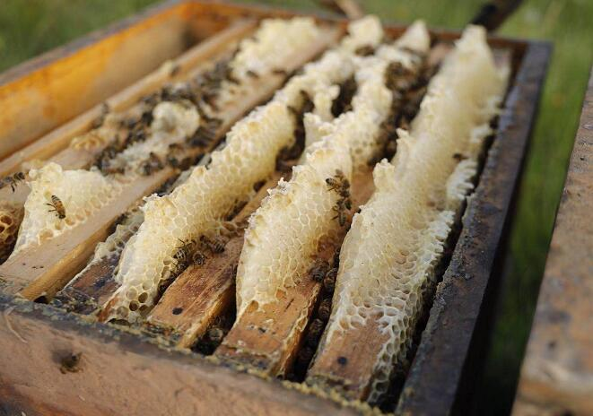 荔枝蜜跟龙眼蜜的功效与作用，龙眼蜂蜜和荔枝蜂蜜哪个好?