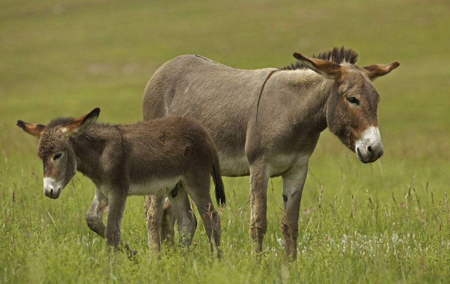 95%吉尔吉斯斯坦毛驴被杀光制成中国阿胶
